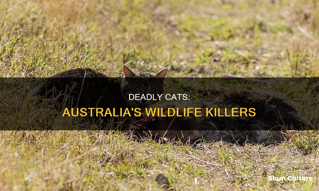 how many animals are killed by cats in australia