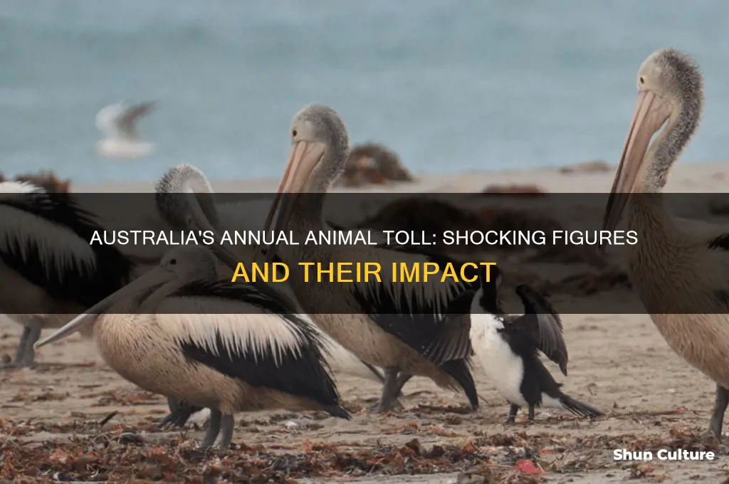 how many animals are killed each year in australia