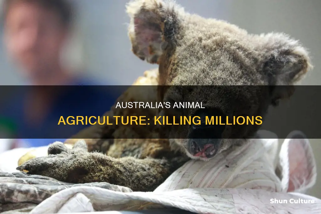 how many animals are killed for food in australia