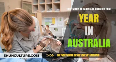 Australia's Wildlife Crisis: Annual Poaching Toll and Conservation Efforts