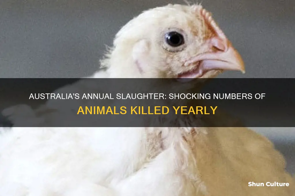 how many animals are slaughtered each year in australia