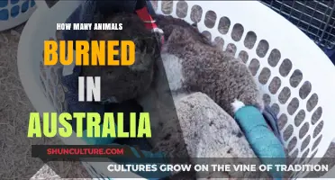 Animals Perished in Australia's Bushfires: Counting the Cost