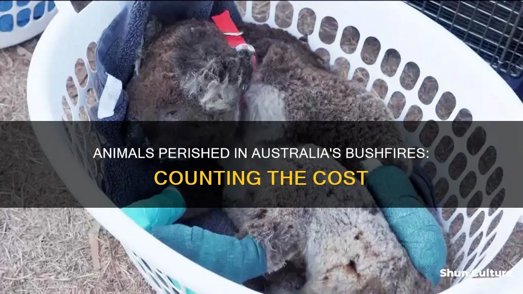 how many animals burned in australia