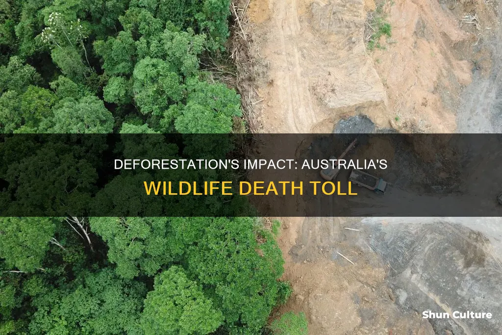 how many animals die from deforestation in australia