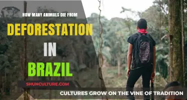 Deforestation's Deadly Toll: Animal Lives Lost in Brazil's Forests