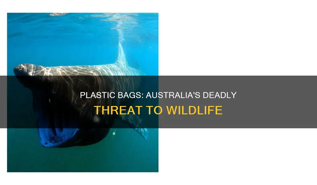 how many animals die from plastic bags in australia