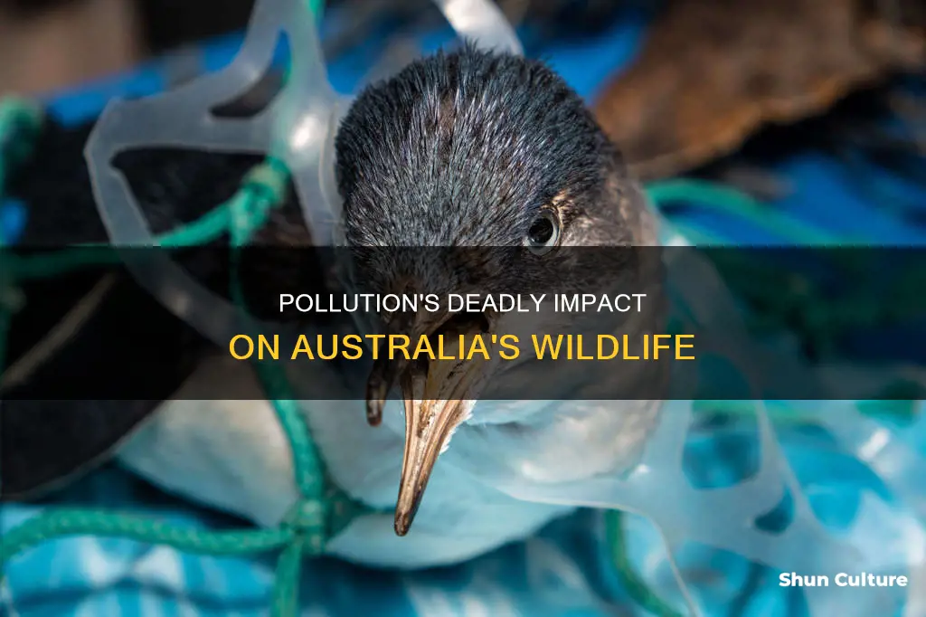 how many animals die from pollution in australia
