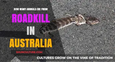 Roadkill in Australia: A Deadly Threat to Wildlife