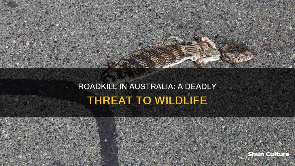 how many animals die from roadkill in australia