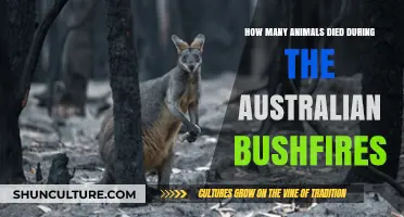 The Devastating Loss of Wildlife in Australia's Bushfires