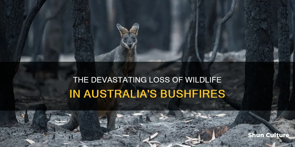 how many animals died during the australian bushfires
