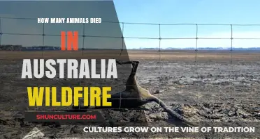 Australia's Wildfire: Devastating Loss of Wildlife