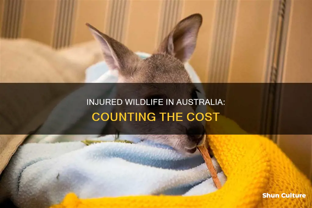 how many animals have been injured in australia
