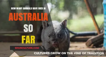 Deadly Australian Wildfires: Animal Casualties Count Rises