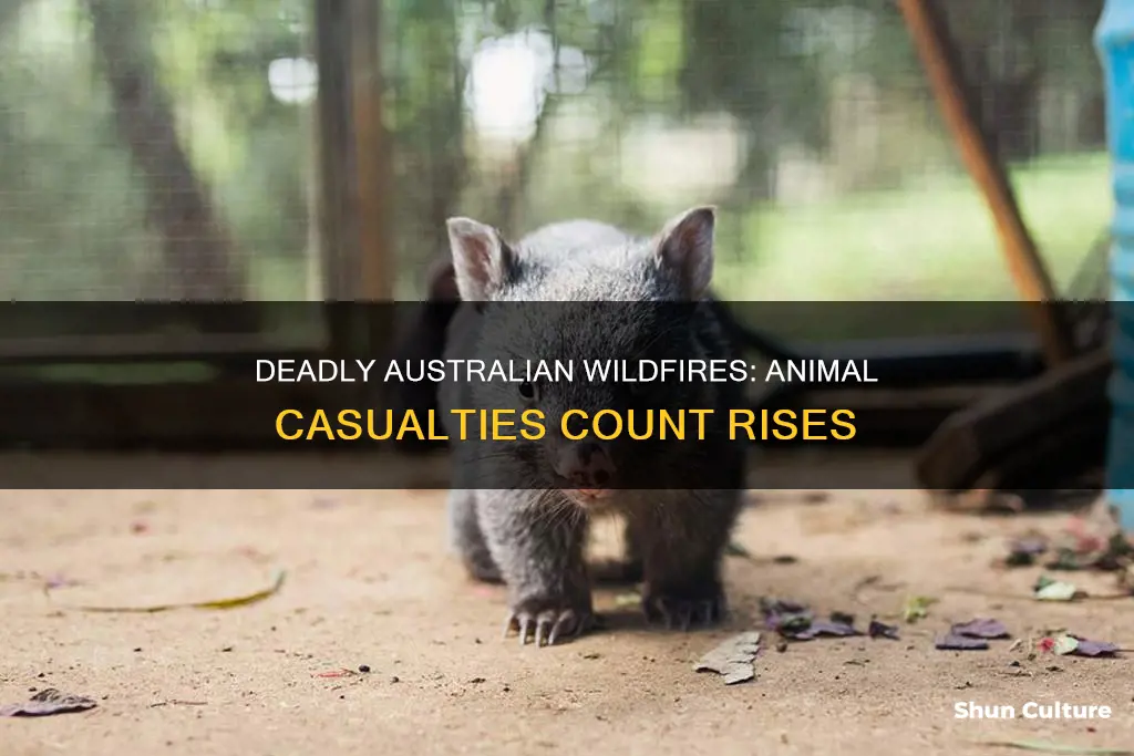 how many animals have died in australia so far