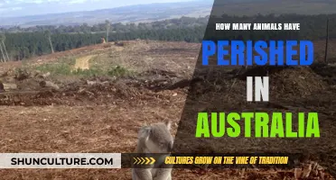 The Devastating Loss of Wildlife in Australia