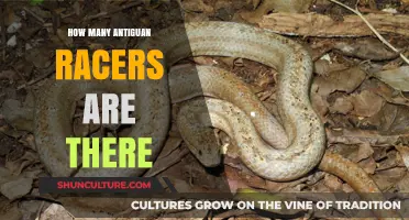 Antiguan Racer Population: Current Numbers and Conservation Efforts