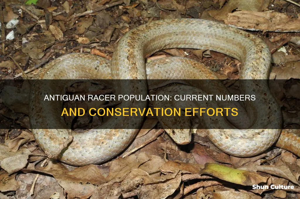 how many antiguan racers are there