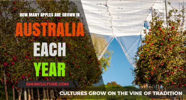 Australia's Annual Apple Harvest: A Look at Production Numbers