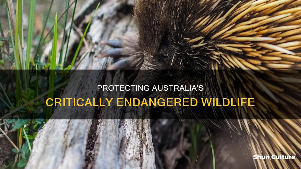 how many australian endangered animals are there