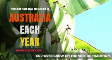 Australia's Annual Banana Harvest: Unveiling the Surprising Production Numbers