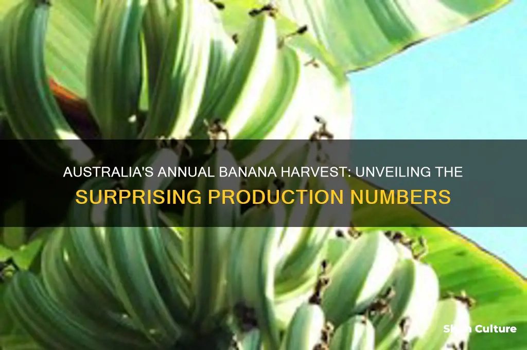 how many bananas are grown in australia each year