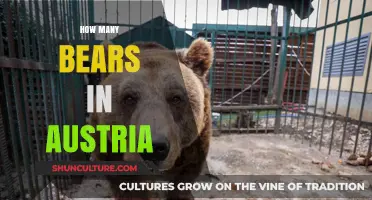 Austria's Bear Population: A Wildlife Conservation Story