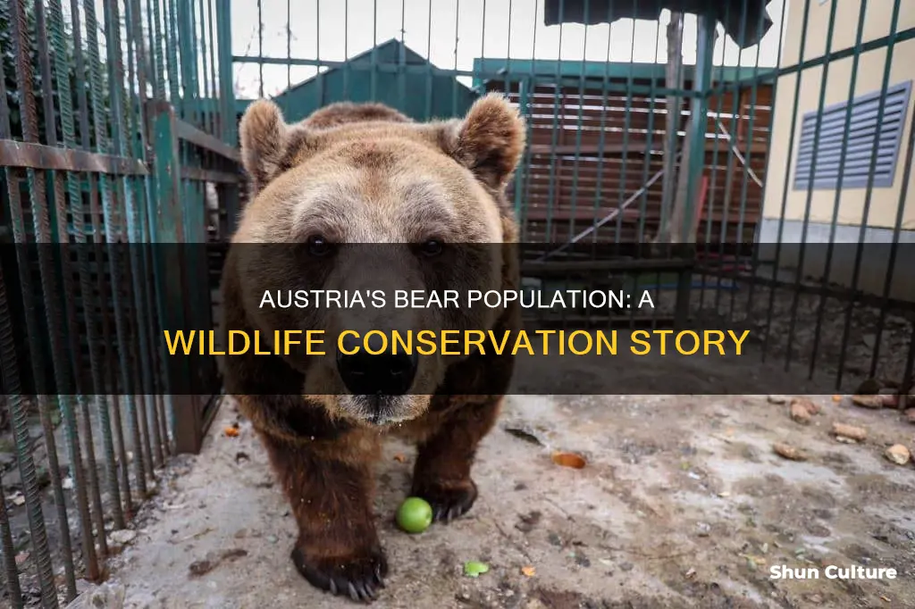 how many bears in austria