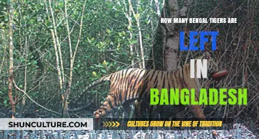 Bengal Tigers in Bangladesh: Current Population and Conservation Efforts