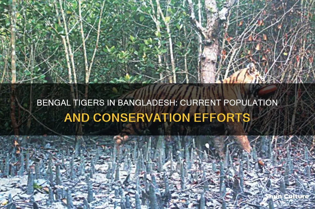 how many bengal tigers are left in bangladesh
