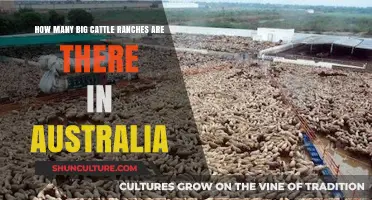 Biggest Cattle Ranches in Australia: Their Number and Size
