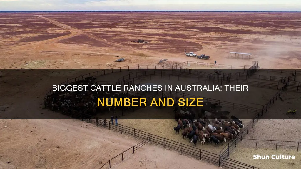 how many big cattle ranches are there in australia