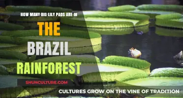 Exploring the Enormous Lily Pads of Brazil's Rainforest Ecosystem