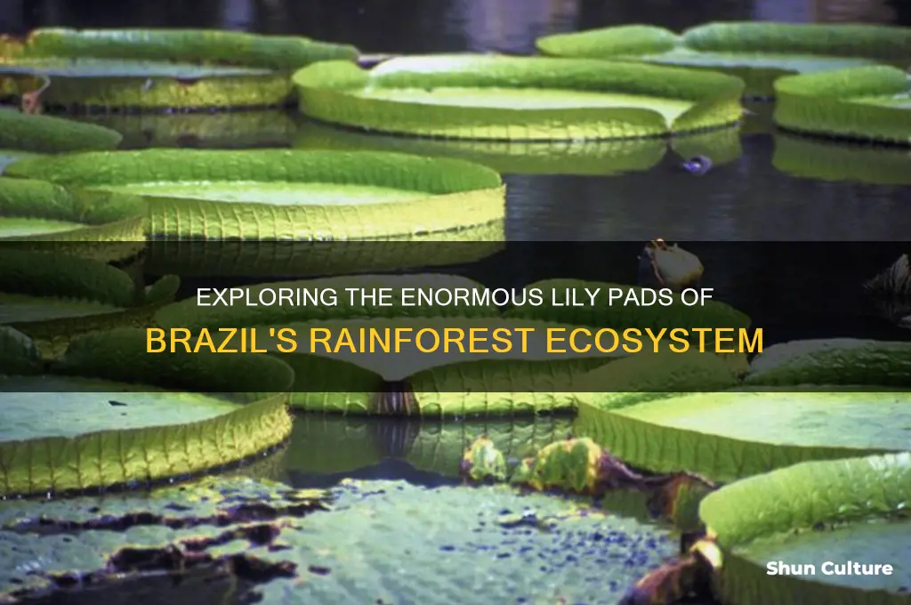 how many big lily pads are in the brazil rainforest