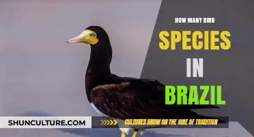 Exploring Brazil's Avian Diversity: A Look at Its Bird Species Count