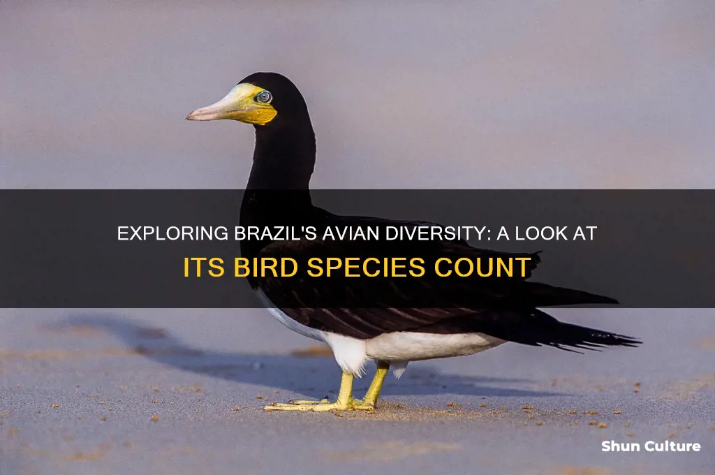 how many bird species in brazil