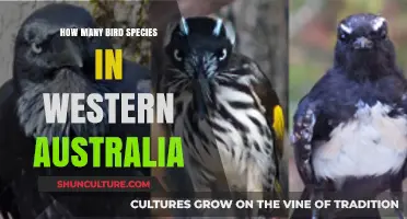 Discovering Western Australia's Diverse Birdlife