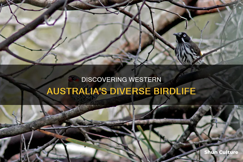 how many bird species in western australia