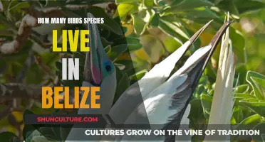 Belize's Avian Diversity