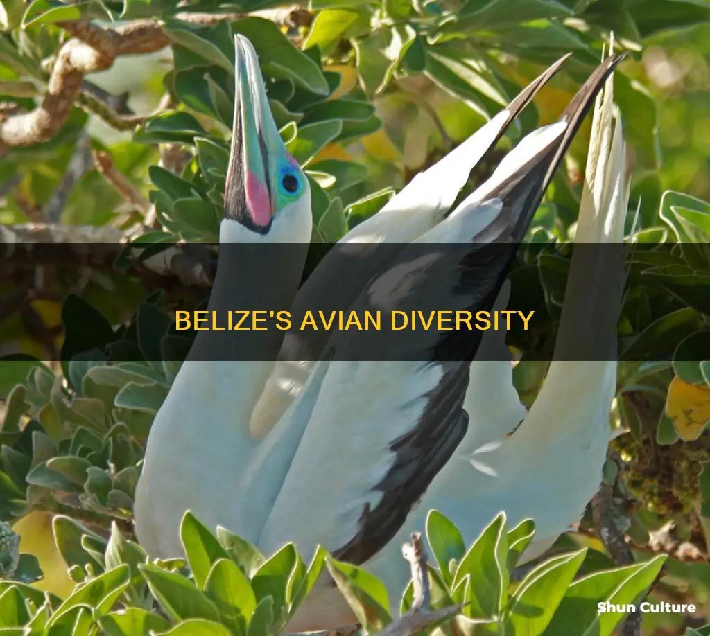 how many birds species live in belize