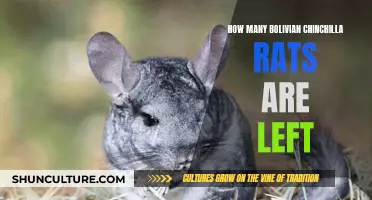 The Rarest of Them All: Bolivian Chinchilla Rats