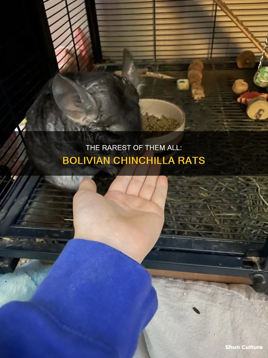 how many bolivian chinchilla rats are left