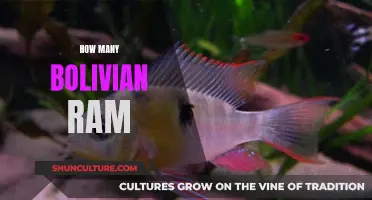 The Ideal Number of Bolivian Rams for a Peaceful Aquarium