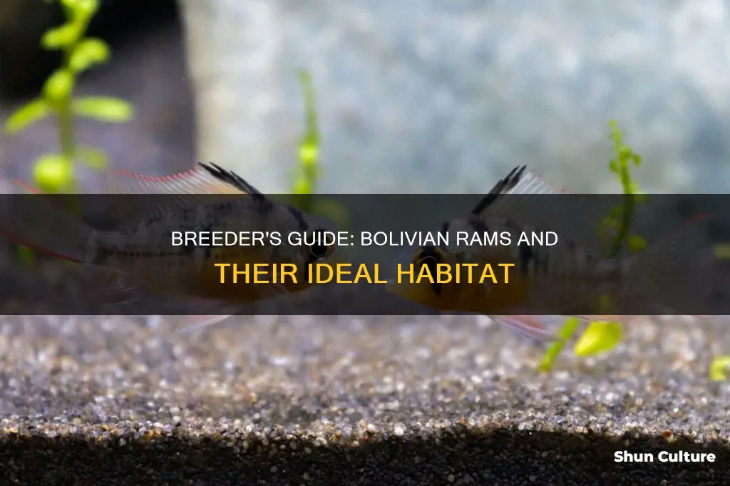 how many bolivian rams in a 40 breeder