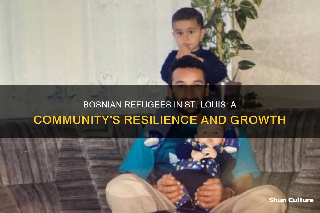 how many bosnian refugees in st louis