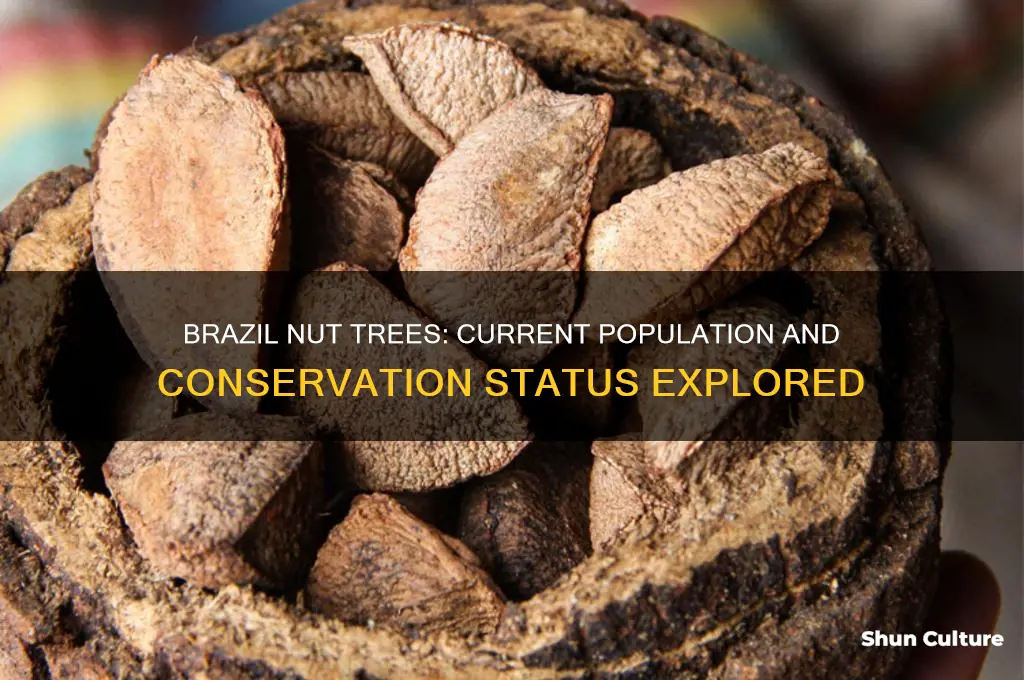 how many brazil nut trees are left