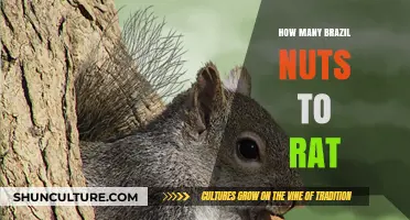 Brazil Nuts and Rats: Safe Feeding Guidelines for Your Pet