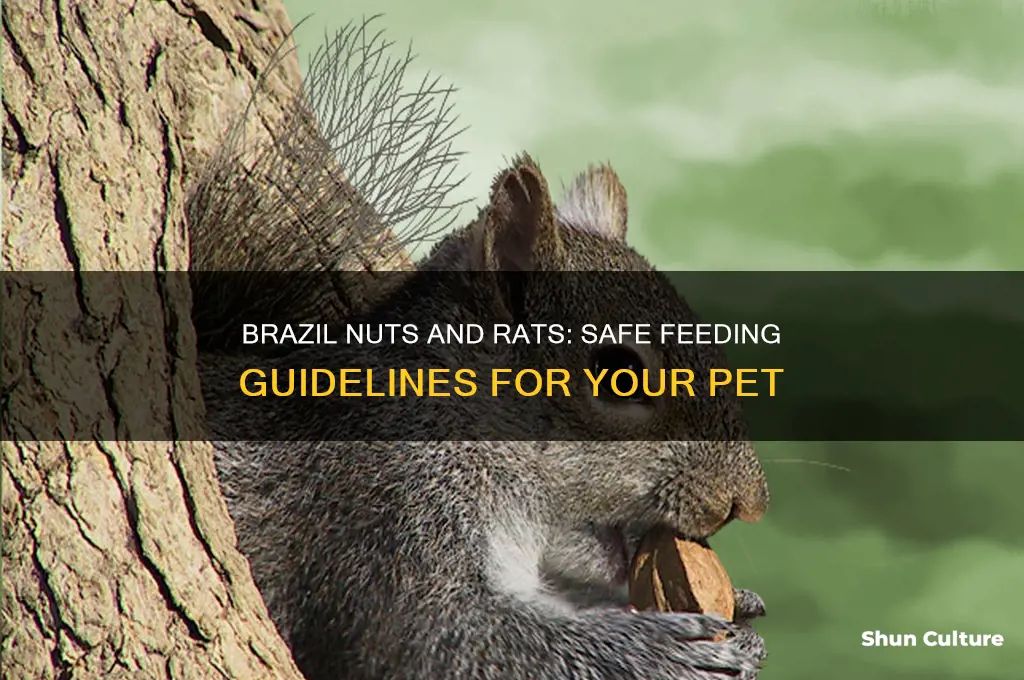 how many brazil nuts to rat