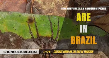Brazilian Wandering Spiders: Population Insights in Their Native Brazil