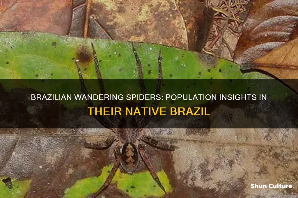 how many brazilian wandering spiders are in brazil